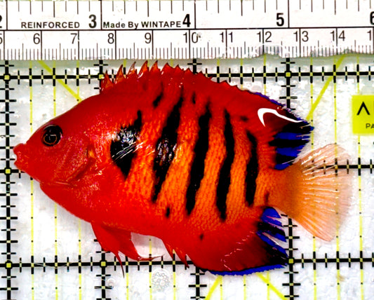 Flame Angelfish (Christmas Island, Super Red) FA062901 WYSIWYG Size: XL 3.5"
