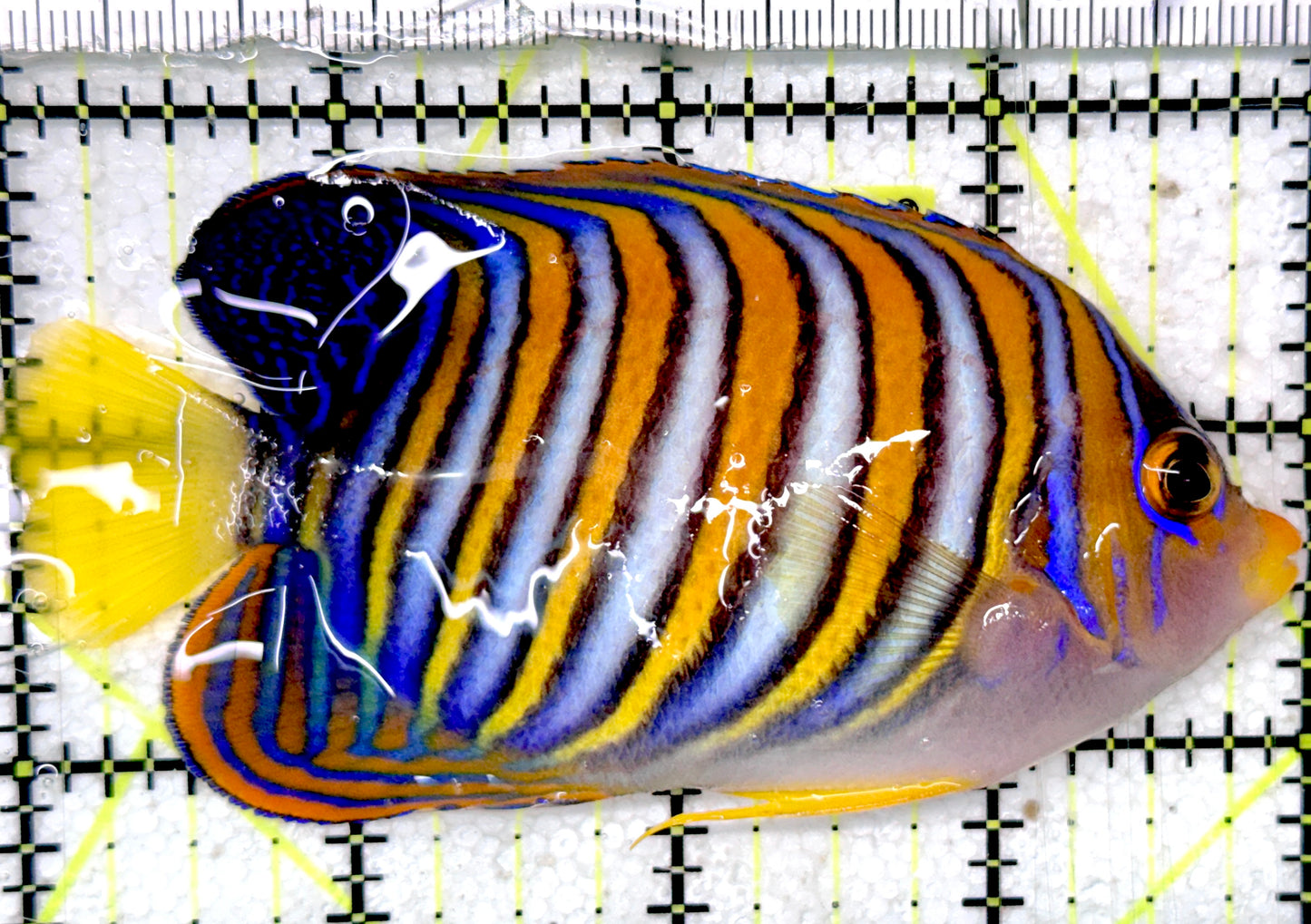 Regal Angelfish RA052401 WYSIWYG  Size: ML  4" approx