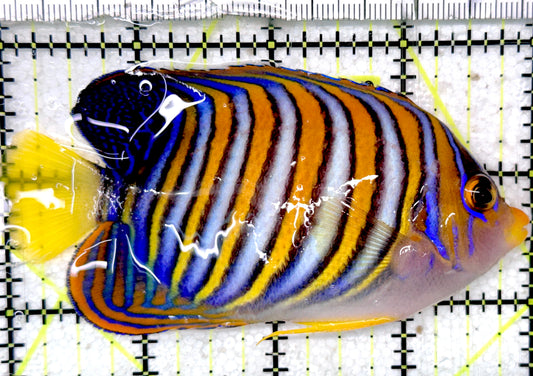 Regal Angelfish RA052401 WYSIWYG  Size: ML  4" approx