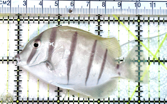 Convict Tang CT071803 WYSIWYG Size: M  2.25" approx