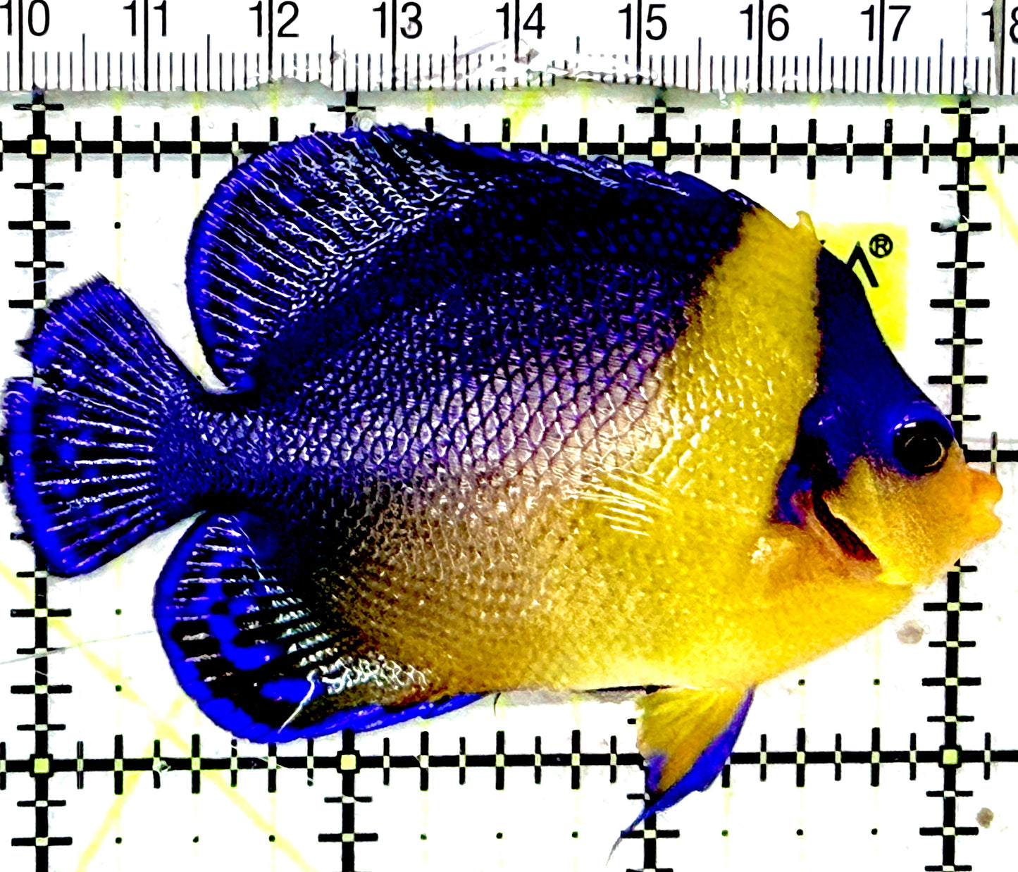 Venustus Angelfish VA052401 WYSIWYG Size: M 3"approx