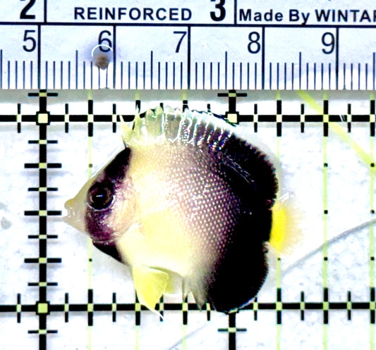 Cream Angelfish CA071801 WYSIWYG Size: T1.25" approx