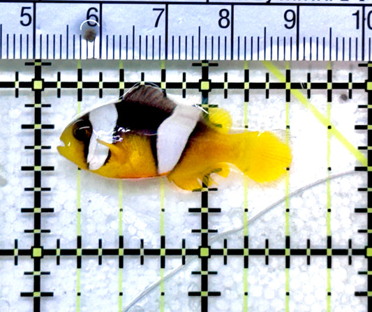 Clarkii Clownfish SC071801 WYSIWYG Size: S 1.5" approx