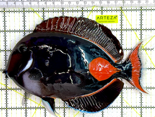 Achilles Tang AT080202 WYSIWYG Size: XXL/Show 7.75"