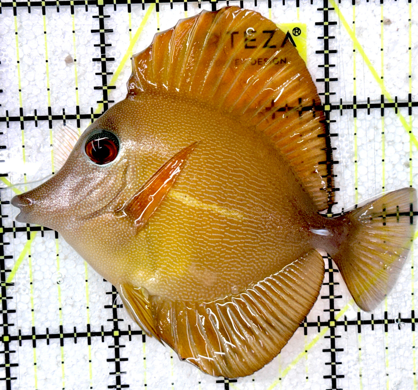 Rare Hybrid Yellow (Hawaiian Yellow Tang x Scopas Tang) Scopas Tang RHYS052401 WYSIWYG Size: XL 3.75"approx