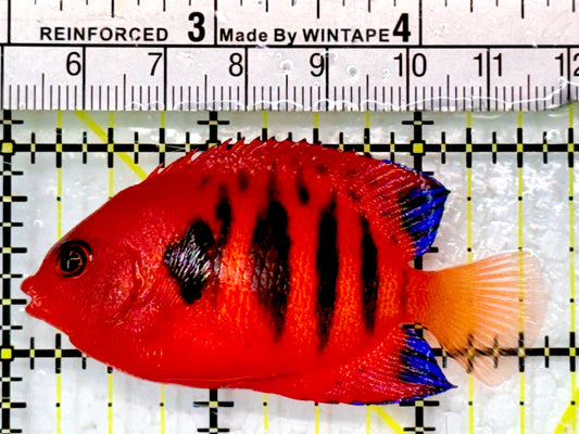 Flame Angelfish (Christmas Island, Super Red) FA062902 WYSIWYG Size: M 2.5"