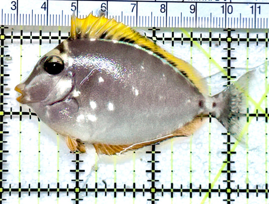 Blonde Naso Tang (Maldives Special Grade) BNT071803 WYSIWYG Size: S  3" approx