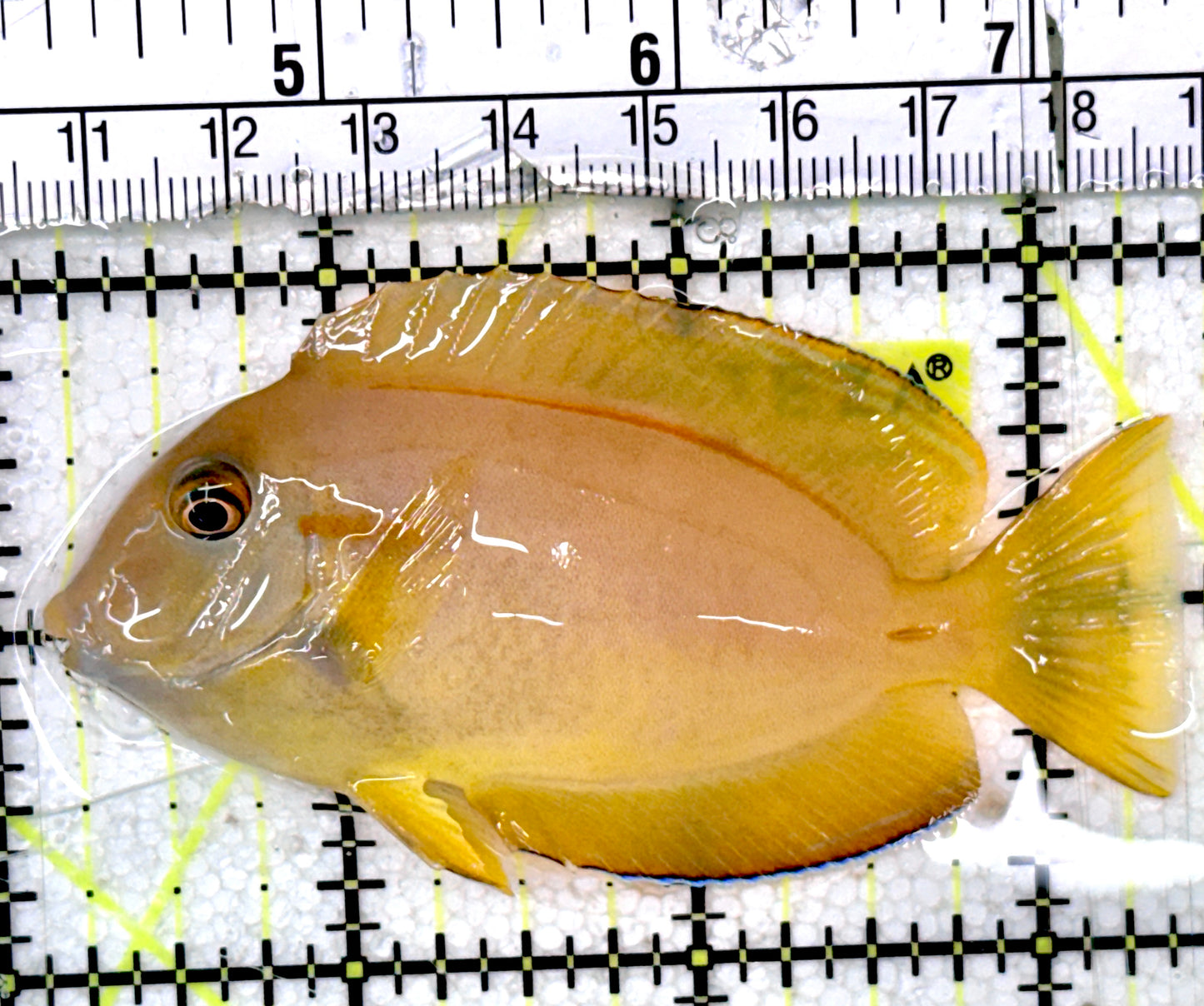 Orange Shoulder Tang Juvenile OSTJ052401 WYSIWYG Size: M 3.25" approx