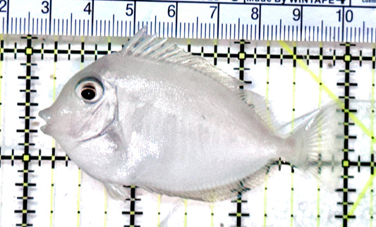 Unicorn Tang UT071903 WYSIWYG Size: M 3" approx