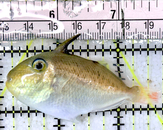 Goldenback Triggerfish GT052401 WYSIWYG  Size: M (Juvenile 2.75" approx