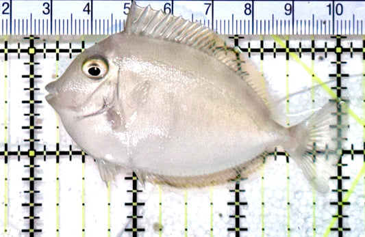 Unicorn Tang UT071902 WYSIWYG Size: S 3" Approx