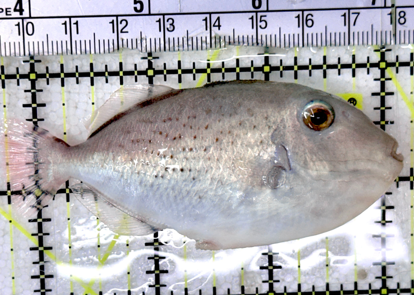 Goldenback Triggerfish GT052402 WYSIWYG Size: M (Juvenile  3.25”) See Note approx