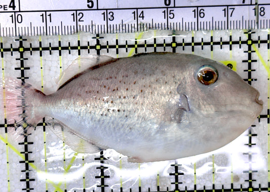 Goldenback Triggerfish GT052402 WYSIWYG Size: M (Juvenile  3.25”) See Note approx
