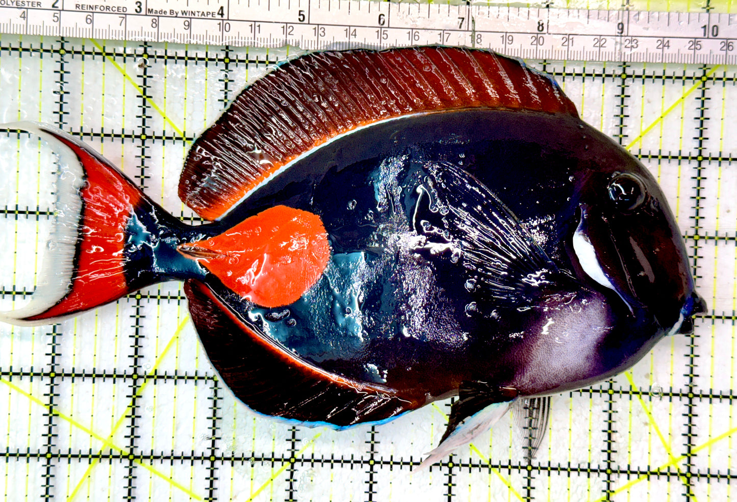 Achilles Tang AT062902 WYSIWYG Size: XXL/Show 8.75”