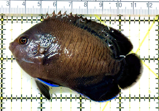Blue Fin Angelfish (Maldives)  BFA071901 WYSIWYG Size: M 3.25" approx
