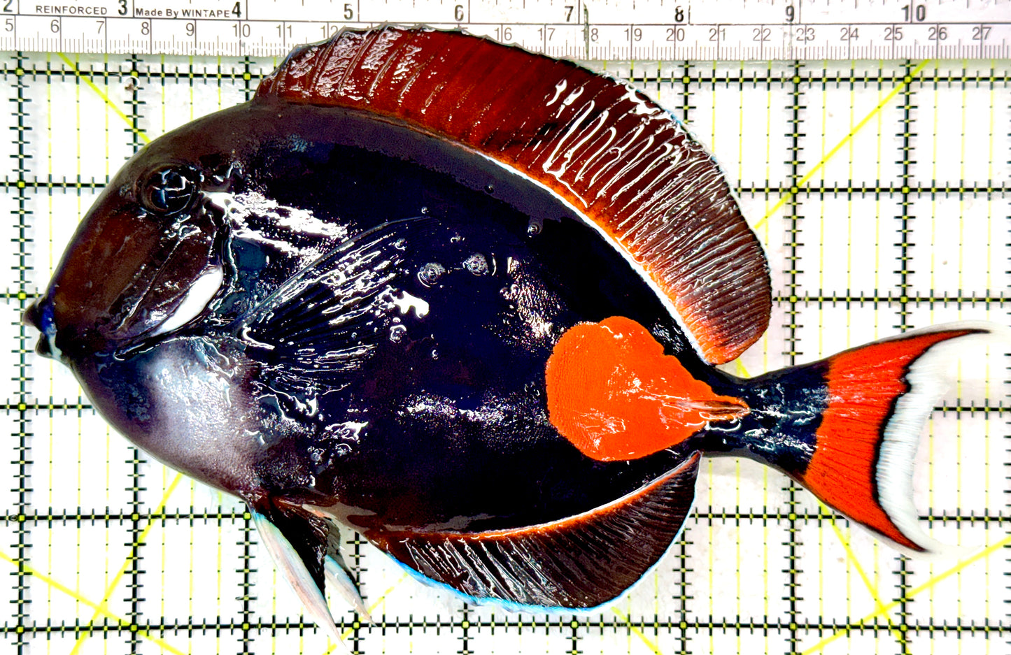 Achilles Tang AT062902 WYSIWYG Size: XXL/Show 8.75”