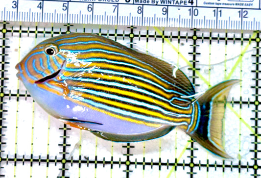 Clown Tang CT071901 WYSIWYG Size: M 3.5" approx