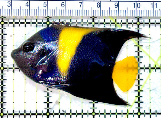 Asfur Angelfish AA071902 WYSIWYG Size M: 3" approx