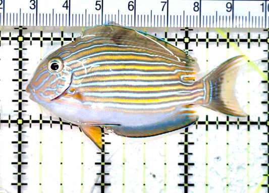 Clown Tang CT071902 WYSIWYG Size: S 2.75" approx
