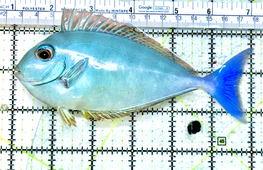 Black Tongue Unicorn Tang BTUT071901 WYSIWYG Size: L 6"approx