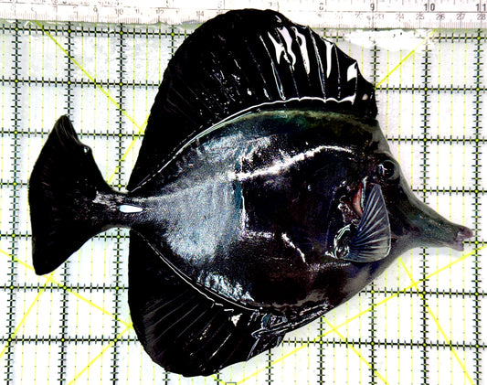 Black Tang BT062901 WYSIWYG Size: XXL show 8.75”