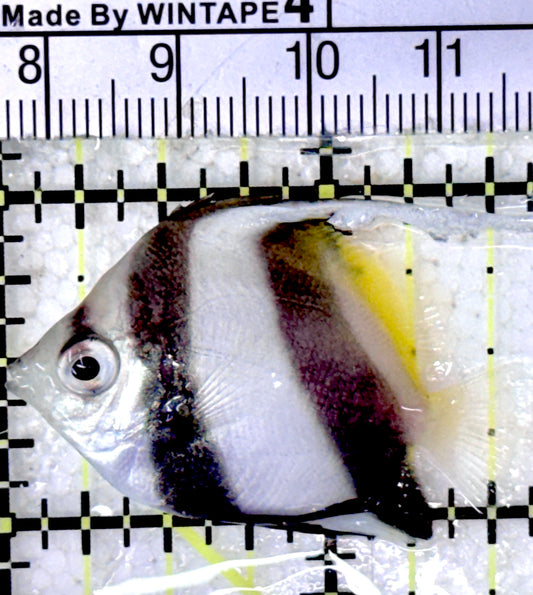 Heniochus Butterflyfish HB052401 WYSIWYG Size: S 1.5" approx