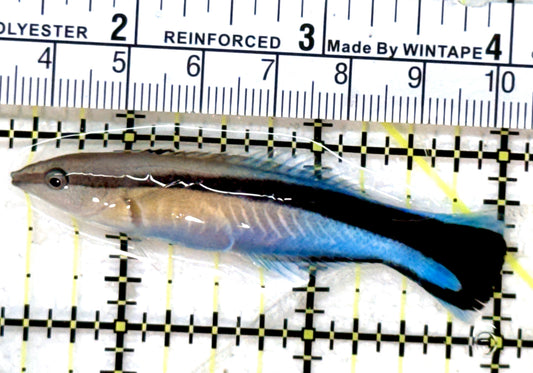 Blue Cleaner Wrasse BCW071902 WYSIWYG Size: XL 2.75" approx