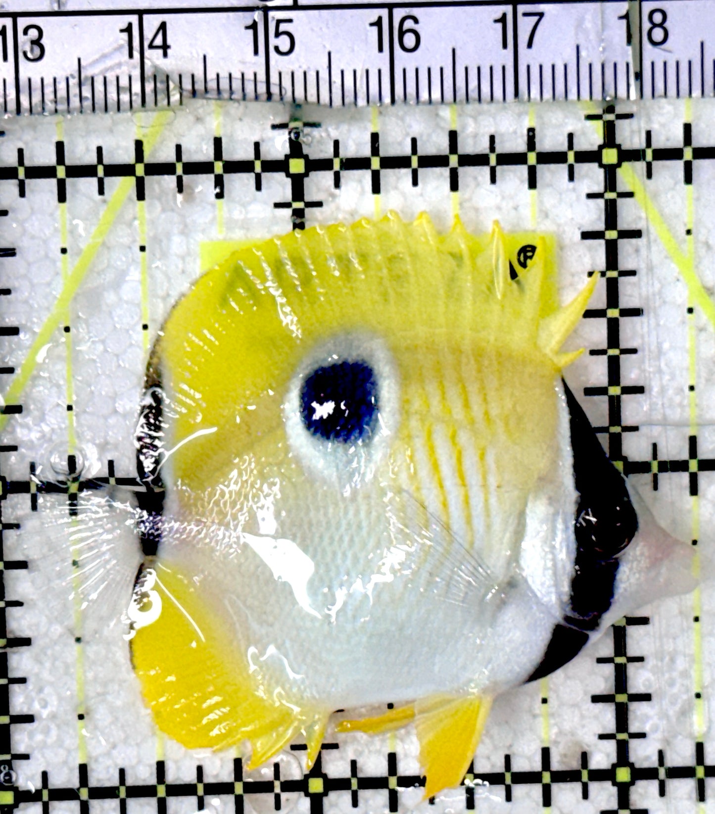 Teardrop Butterflyfish TB052401 WYSIWYG Size : M 2.25" approx