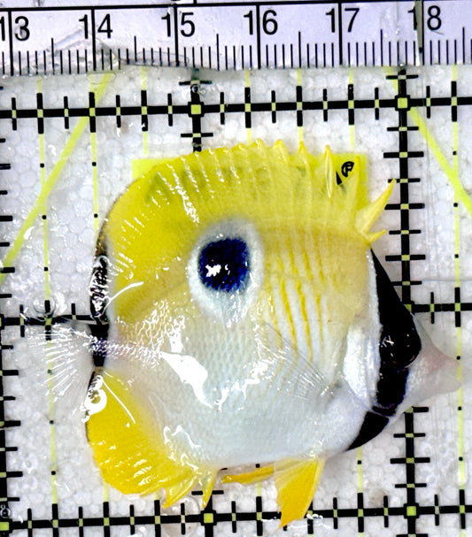 Teardrop Butterflyfish TB052401 WYSIWYG Size : M 2.25" approx