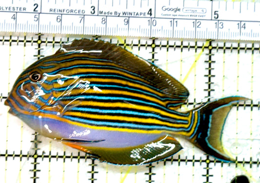 Clown Tang CT071901 WYSIWYG Size: ML 4.25" approx