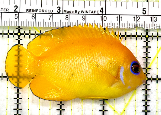 Lemonpeel Angelfish LA062901 WYSIWYG Size: L 3.25”