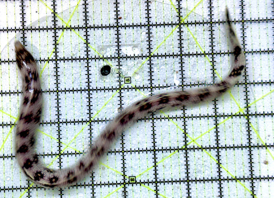 Snowflake Eel SE071901 WYSIWYG Size: M 13.5"
