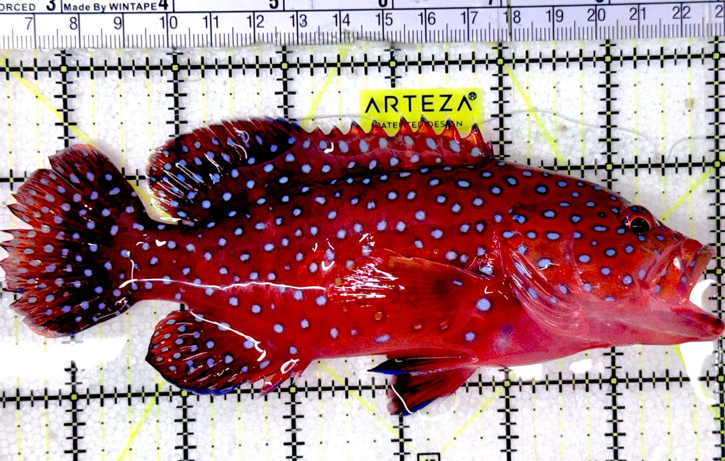 Miniatus Grouper MG052401 WYSIWYG Size: XL 6.5"approx