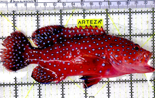Miniatus Grouper MG052401 WYSIWYG Size: XL 6.5"approx