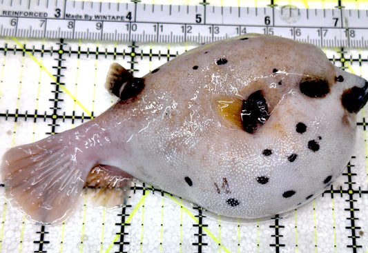 Dogface PufferFish DP052401 WYSIWYG Size: L 4.75" approx