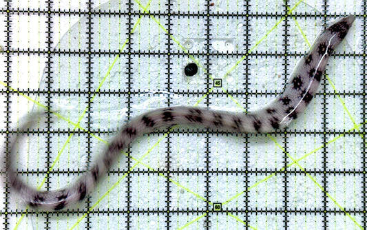 Snowflake Eel SE071902 WYSIWYG Size: S 12"