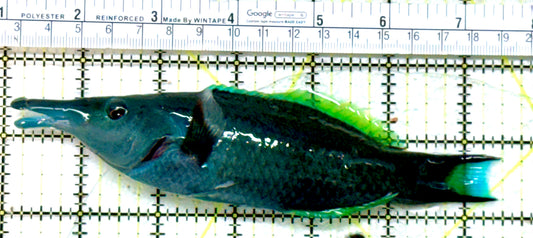 Green Bird Wrasse GBW071902 WYSIWYG Size: XL 6.25" approx