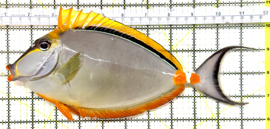 Blonde Naso Tang (Maldives Special Grade) BNT071901 WYSIWYG Size: XXXL/Show Male Streamers 10.75" approx