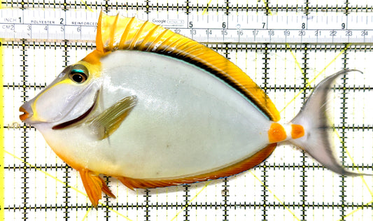 Blonde Naso Tang (Maldives Special Grade) BNT071902 WYSIWYG Size: XL 8.75" approx