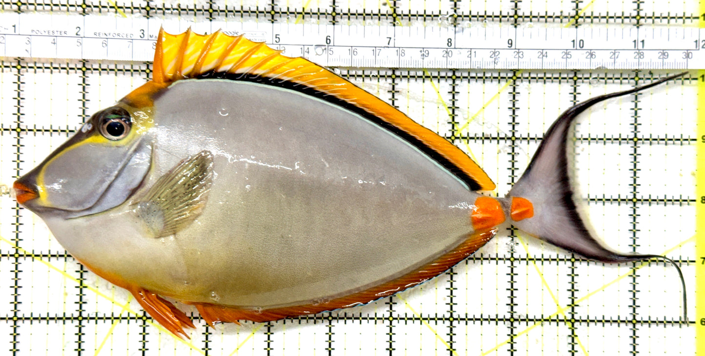 Blonde Naso Tang (Maldives Special Grade) BNT071903 WYSIWYG Size: XXXL/Show Male Streamers 11" approx