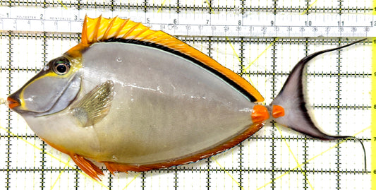 Blonde Naso Tang (Maldives Special Grade) BNT071903 WYSIWYG Size: XXXL/Show Male Streamers 11" approx