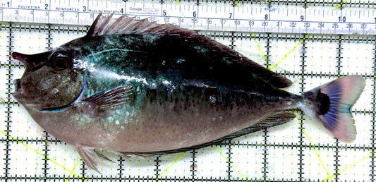 Longnose Spotted Unicorn Tang LSUT071901 WYSIWYG Size: XXXL/SHOW 9.75"
