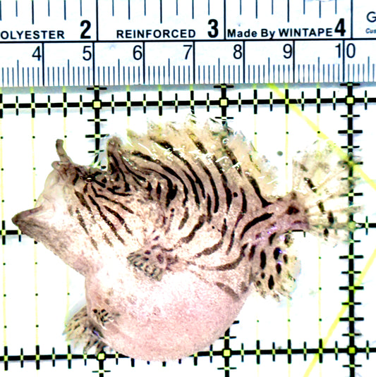 Striated Anglerfish SA072101 WYSIWYG Size: M 2.75"