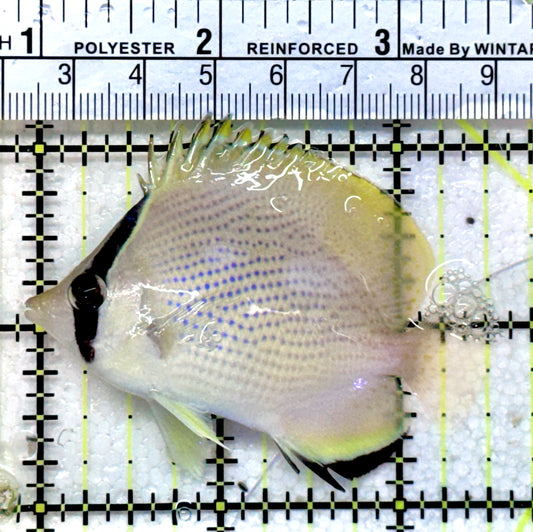 Citron Butterflyfish CB071901 WYSIWYG Size: M 2.5"