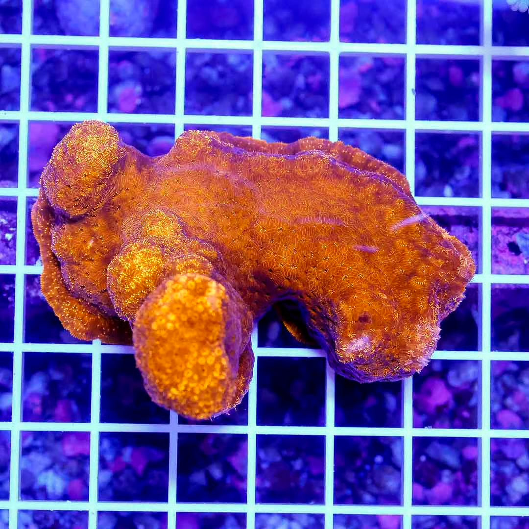 Aussie Orange Pavona Maldivensis Mother Colony AOPMMC102701 WYSIWYG