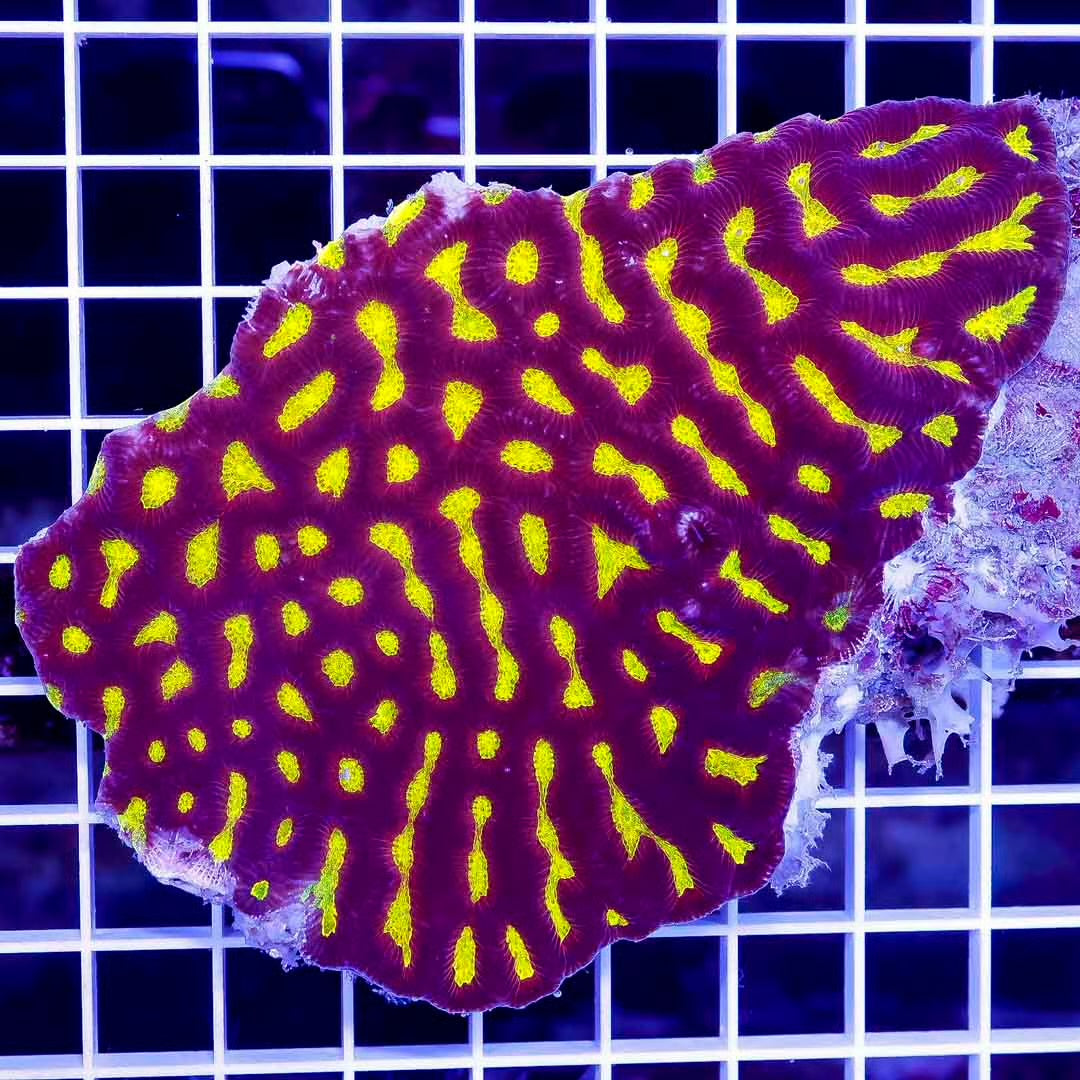 Ultra Aussie  Platygyra Mother Colony UAPMC102702 WYSIWYG