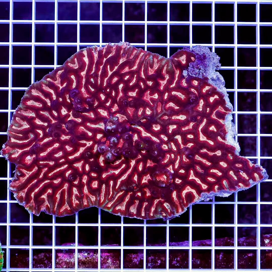 Ultra Aussie  Platygyra Mother Colony UAPMC102703 WYSIWYG