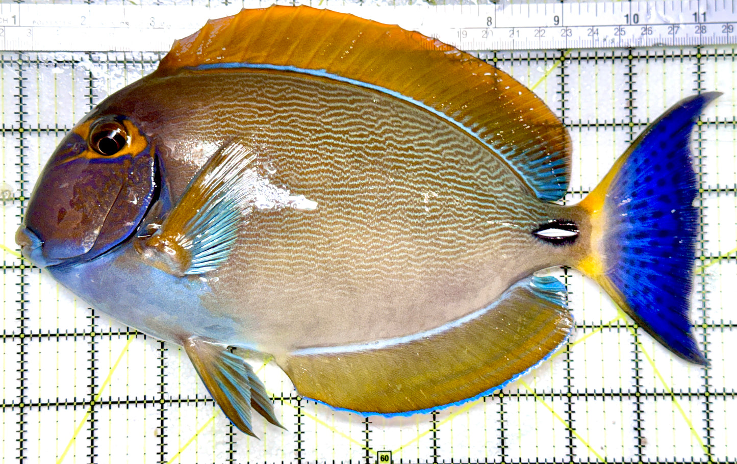 Bariene Tang Size: ML 4" to 5"