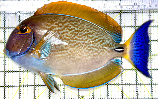 Bariene Tang Size: L 5" to 6"