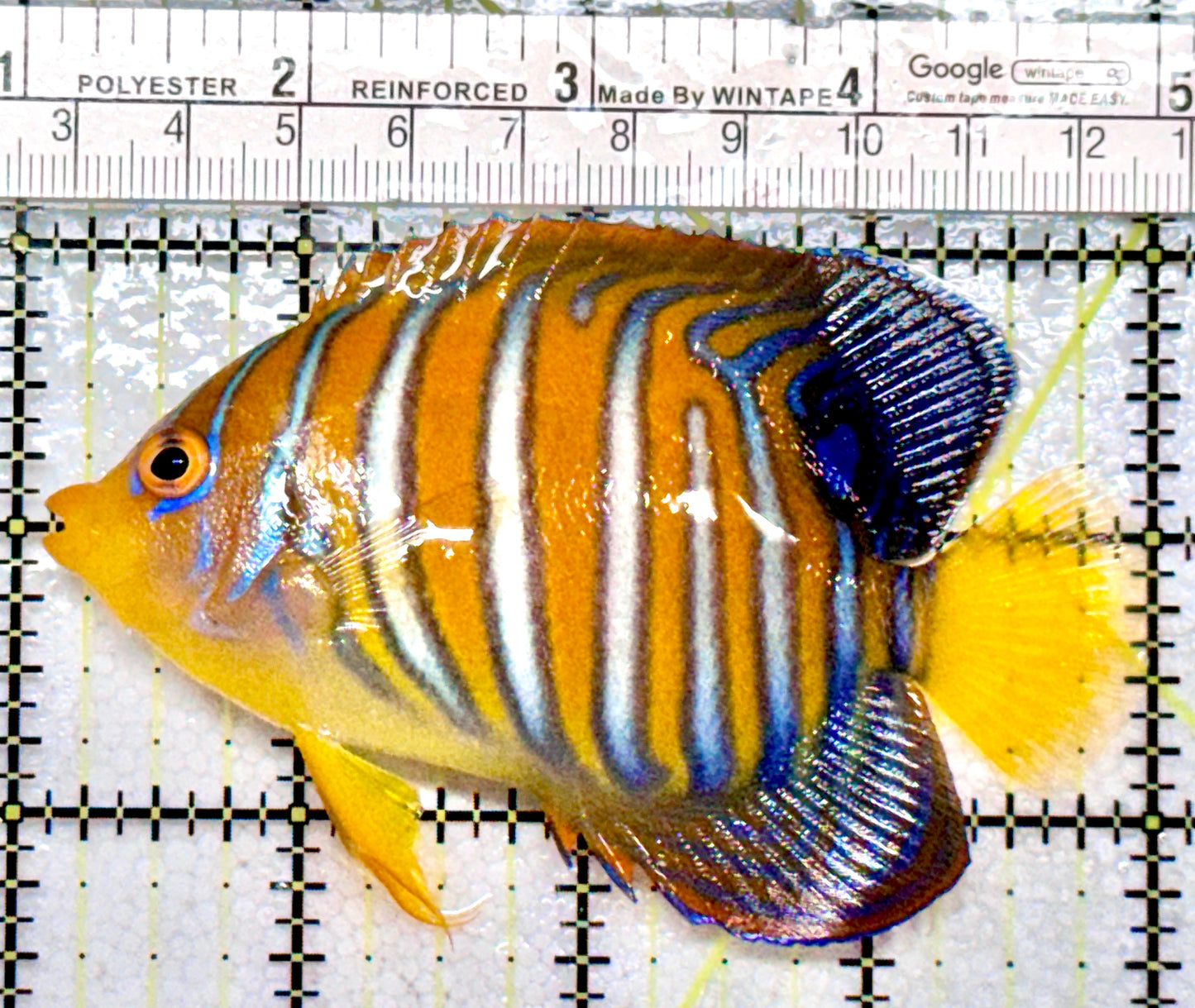 Regal Angelfish Sumatra  Yellow Belly (Vibrant Color Indo) RAYB072201 WYSIWYG Size: ML 4"